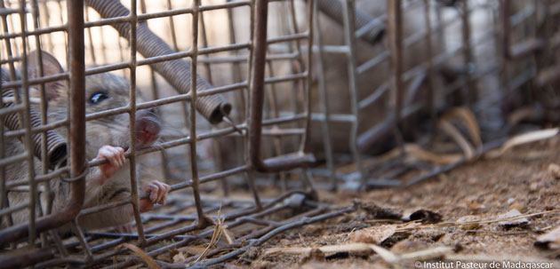 Rat capturé lors de l'investigation d'épidémie de peste