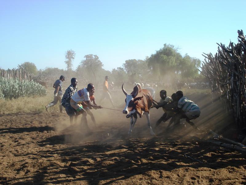 À Madagascar, la fièvre de la Vallée du Rift suit les routes commerciales