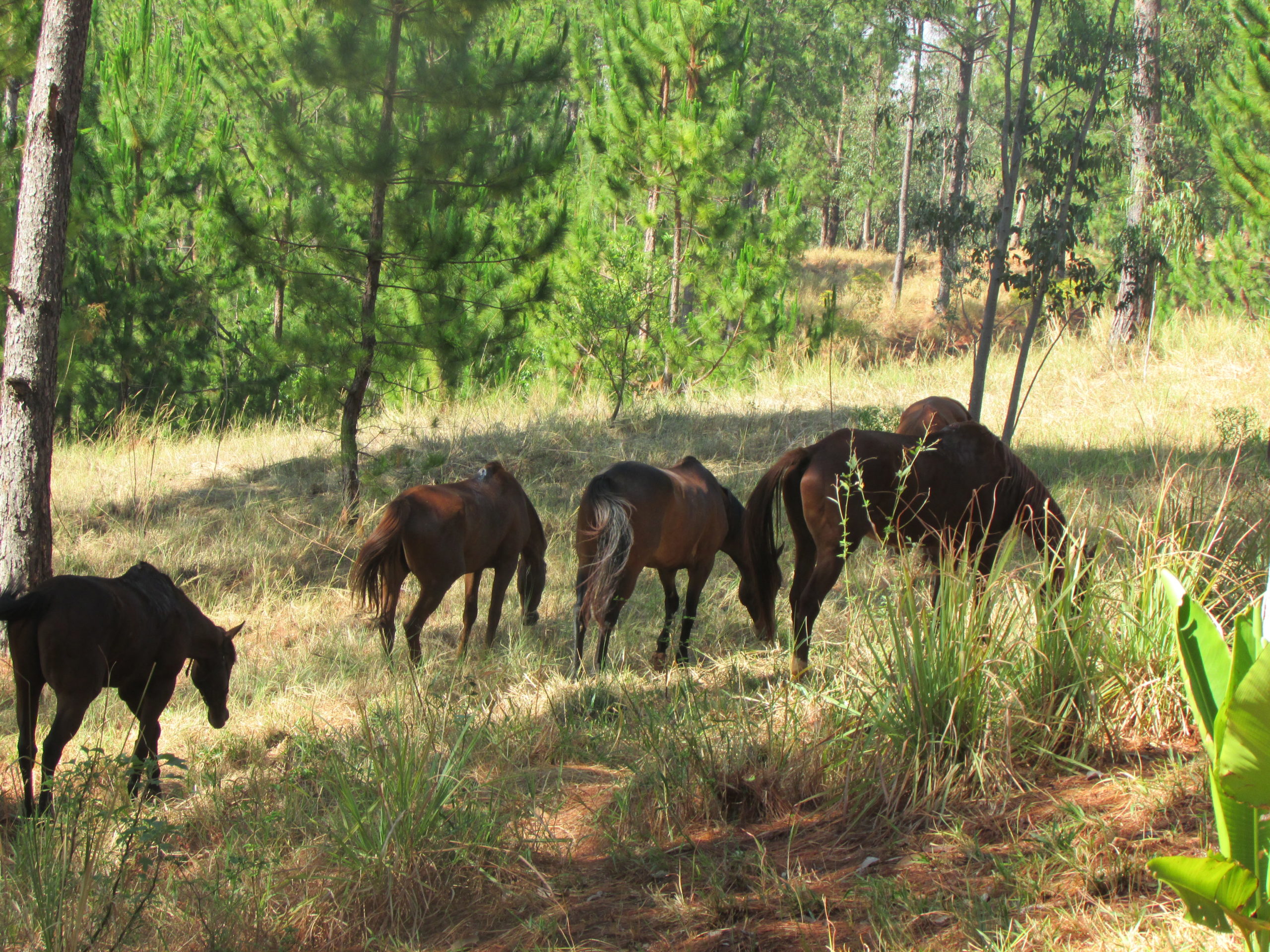 Etude des moustiques associés aux chevaux potentiellement impliqués dans la transmission du virus West Nile à Madagascar