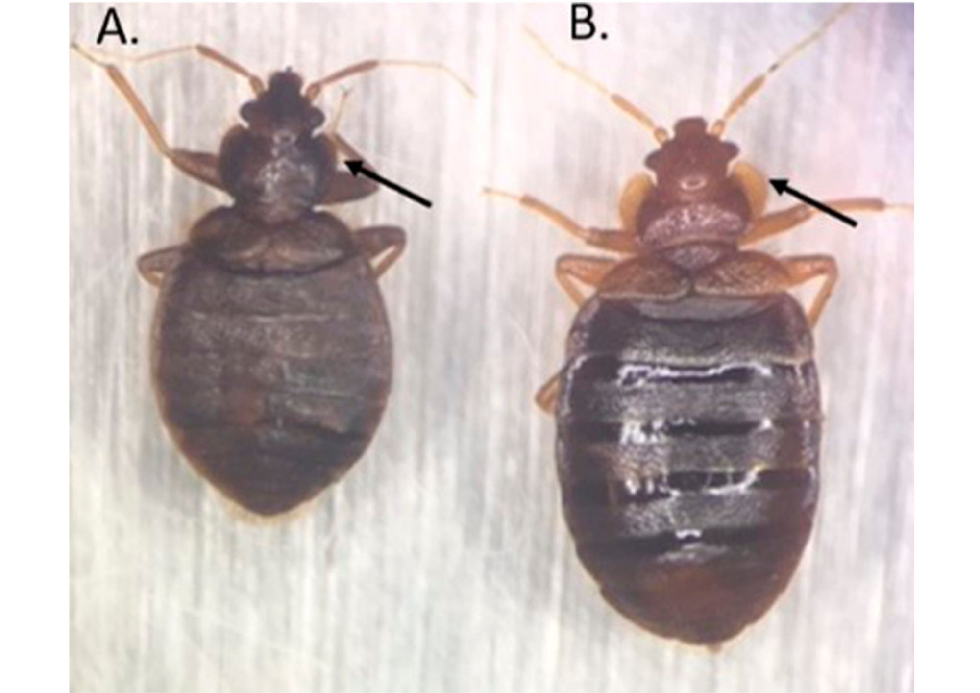 Identification d’une bactérie proche de Francisella tularensis, agent de la tularémie, dans les punaises de lit à Madagascar